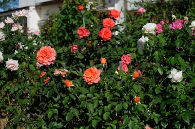 秘密の花園にバラが咲いた♪　～個人宅で薔薇を鑑賞する～