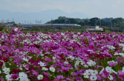 近江八幡市野田町のコスモスを楽しむ