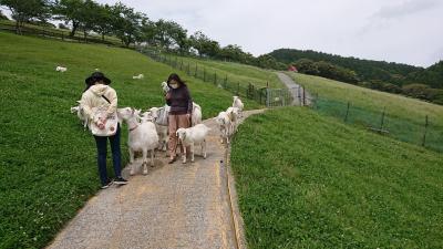 1泊2日 千葉 (2-1) またもや房総半島 酪農のさとで山羊に囲まれる(妻だけ)