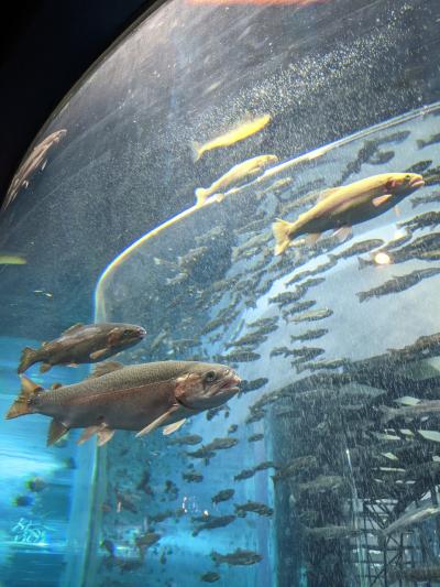 石和温泉の翌日は忍野八海～淡水魚の水族館～大涌谷