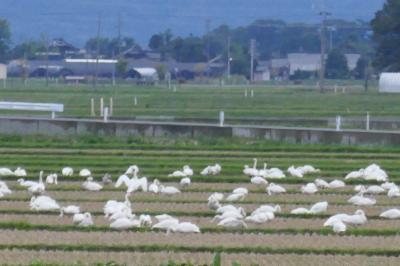 CRESSONで行く～２０２１年秋 東北地方西側(日本海側）めぐり②　白鳥達の休憩・寒風山展望台・十二湖・五能線