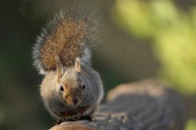 【おさんぽ動物園ログ】井の頭自然文化園 2020年11月