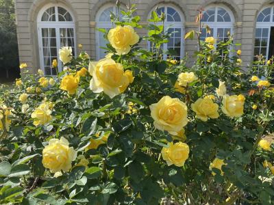 ETCXも使えるようになった伊豆縦貫を通って秋薔薇を見る旅