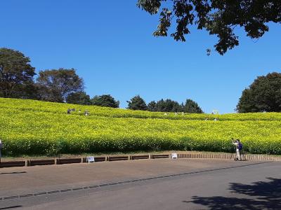 久々の昭和記念公園