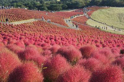 2021年10月　紅葉コキアを見に水戸１泊　夕暮れ時のひたちなか海浜公園、翌日は大洗でアクアワールドと明太パーク