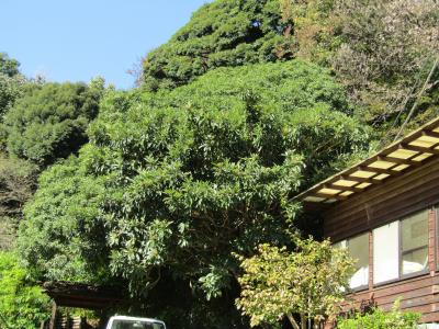 九の井の陶業・ガラス工房前の金木犀