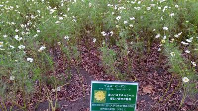 木曽三川公園のコスモス2021