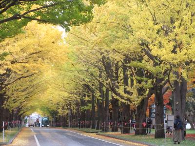 黄金色の風景　秋の札幌ひとり旅