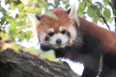 秋雨で空いてた埼玉こども動物自然公園（前編）北園＆東園のカピバラワラビー広場～久しぶりのお外レッサーパンダ＆左の目元が痛々しかったリュウくん