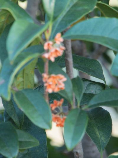 日立製作所 横浜事業所の金木犀－三度咲き