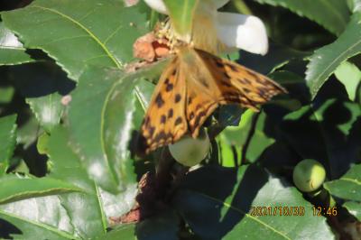 2021森のさんぽ道で見られた蝶(49)その①茶の花を訪れる蝶・・ヒメアカタテハ、キタテハ、テングチョウ、イチモンジセセリ等