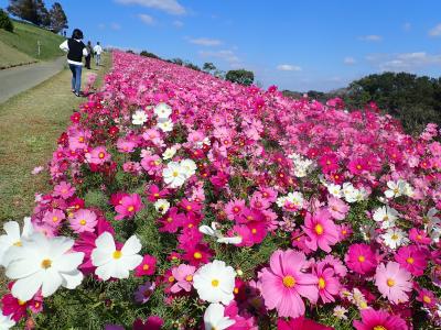 連れ合いさんの気持ちが晴れないので、淡路島の「花さじき」に気分転換に行きました