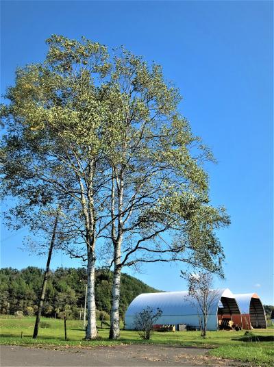  初秋の北海道 道南巡り⑤  阿寒丹頂鶴の里～ 阿寒川ラフティング～ アイヌの森「カムイルミナ」