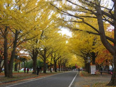 北海道大学イチョウ並木の黄葉と紅葉　2021.11