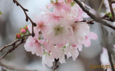 11月1日に見られた冬桜