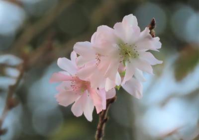 11月2日に見られた十月桜