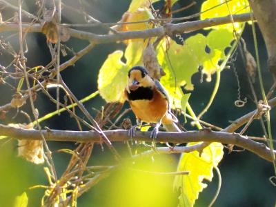 北本自然観察公園で野鳥観察