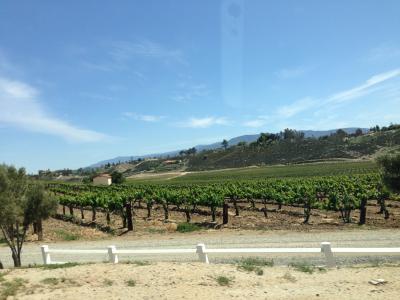 カリフォルニア州 テメキュラ(大山町の姉妹都市)　－　ランチョ カリフォルニア ロードの両サイドはたくさんのワイナリー