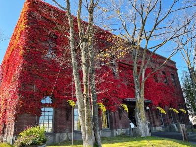紅葉が見ごろの札幌・小樽４泊５日の旅　3日目　紅櫻公園　六花亭福住の紅葉の蔦　