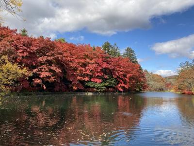 2021年11月紅葉真っ盛り！ワンコと一緒に軽井沢散策。