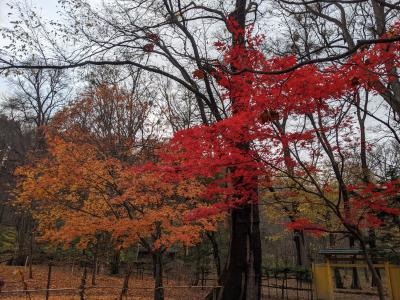 【駅近自然散策】旭川駅で時間が余ったので徒歩で行ける公園に紅葉と滝を見に行った。