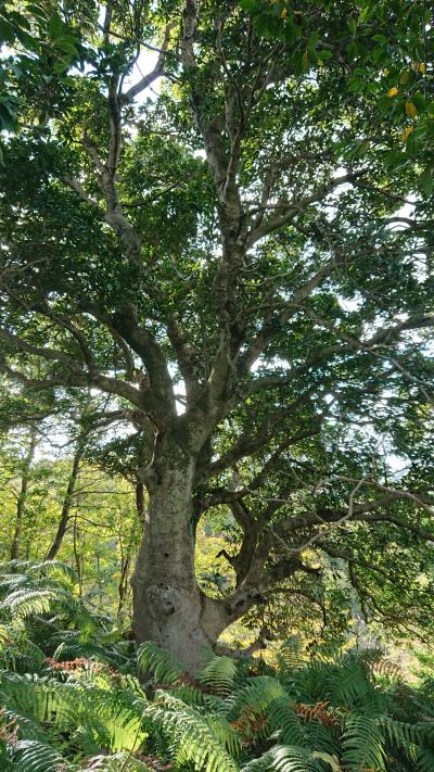 山モモ自然林をゆく(山モモの巨木と中国電力鉄塔)