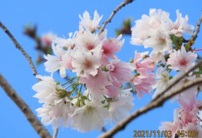 美しかった冬桜