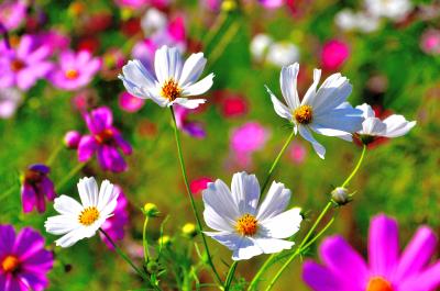 コスモスロードを行く・・・呉市広町田