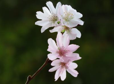 美しかった十月桜