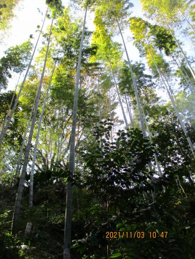 3水曜午前大池公園