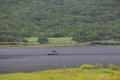 知床の自然が残る羅臼湖2021夏～4つの沼と高山植物、山野草との出会い～（北海道）