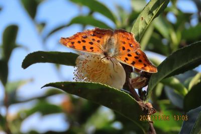 2021森のさんぽ道で見られた蝶(50)ヒメアカタテハ、キタテハ、キチョウ、ウラナミシジミ、コミスジ等