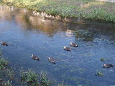 東久留米黒目川の鳥たち　’21年11月---’22年1月