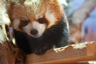 レッサーパンダはかわゆい !!! こんにちは赤ちゃん、いしかわ動物園 2