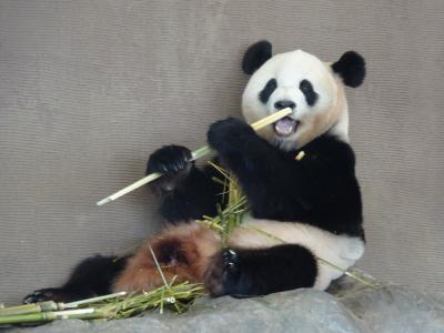 高野山とパンダと熊野古道