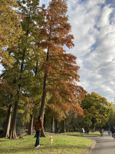 ここはカナダ？！都内メタセコイアの森へ。葛飾区水元公園散策。