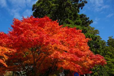 関空から紅葉の高野山へ　2日目