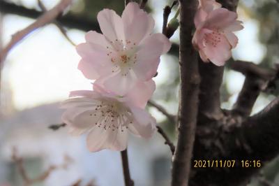 その後の十月桜