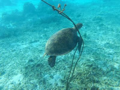 世界自然遺産登録になった奄美大島をちょっとだけ観光！3