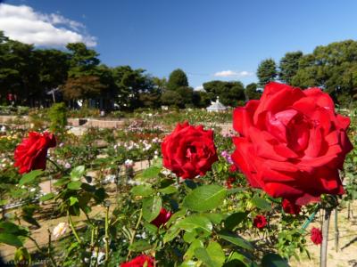 「敷島公園バラ園」の秋バラ_2021_まだ見頃が続いています。（群馬県・前橋市）