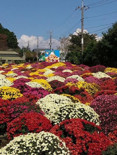 小さな一粒も大きな大輪を咲かすー「ざる菊園」へー🌸