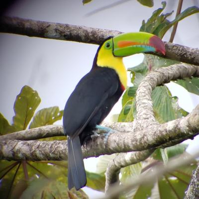 アメリカからコスタリカ・タバコン温泉へ