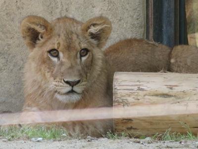 ライオンちびっコカップル【八木山動物公園　2019/05/24】