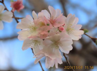 素晴らしかった冬桜