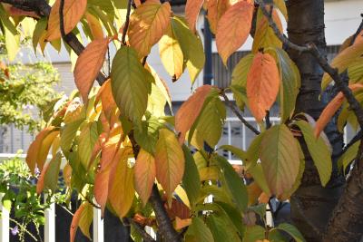 二ヶ領用水の紅葉散策2021～秋色に染まる多彩な樹木～（川崎）
