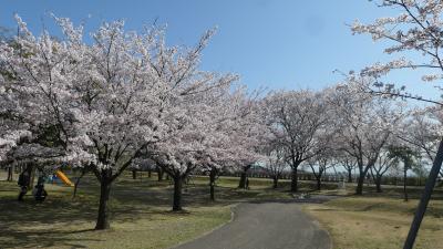 2021年　常願寺川公園の桜