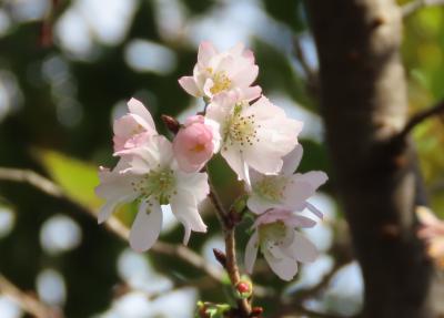 その後の十月桜