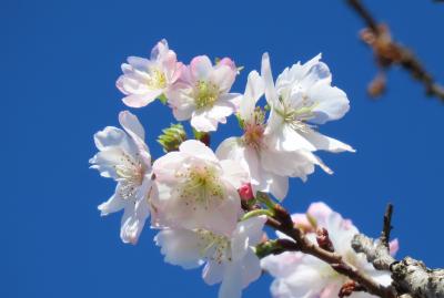 素晴らしかった冬桜