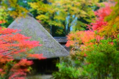 五家荘の紅葉が、雨でも意外とイケてた件。