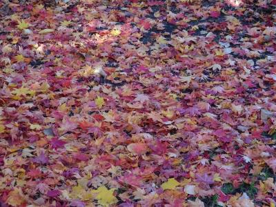 紅葉がすばらしい札幌でした
